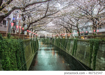 Sakura Festival, Cherry blossom at Meguro Canal Sakura Festival, Cherry blossom at Meguro Canal 46732547