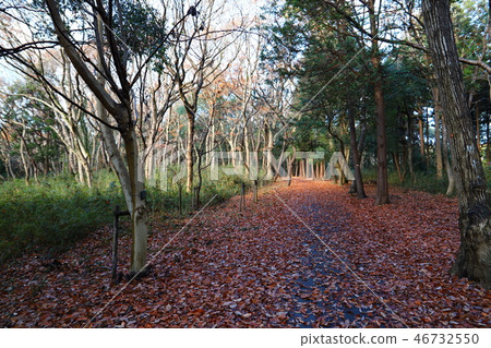 Ryujin no Mori Ishioka city晚秋風光 46732550