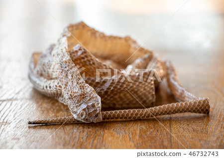 蛇的外殼有蛇的外殼的外殼 蛇的外殼有蛇的外殼的外殼 46732743