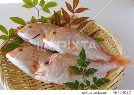 蓮藕黃魚魚 46734027