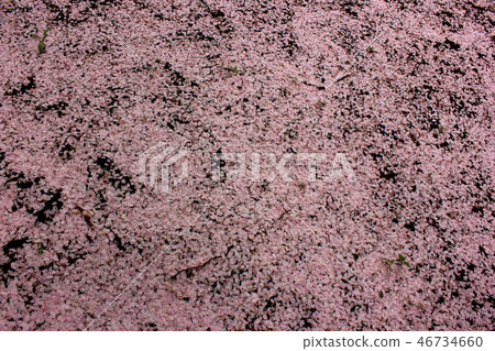 Russo Ishito Zakra Petal Carpet (4) Russo Ishito Zakra Petal Carpet (4) 46734660