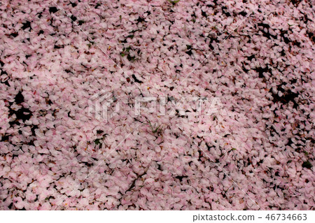 Petal carpet of Ishihara mochi zakura (6) Petal carpet of Ishihara mochi zakura (6) 46734663