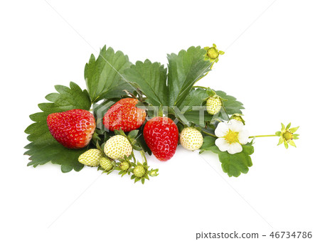 ripe garden freshness strawberries with flower 46734786