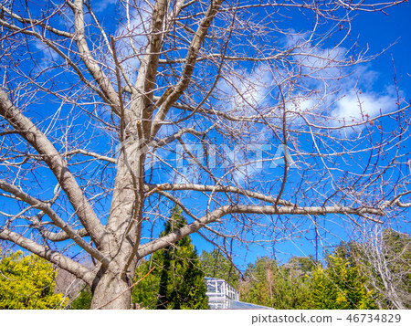 [靜岡縣伊豆市]公園的Momiji Babu（美國福）[初冬，修善寺Niji no Sato] 46734829