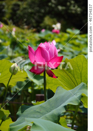 蓮花90 蓮花90 46734837