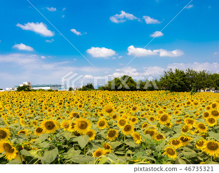 sunflower sunflower 46735321