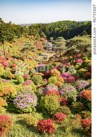 杜鵑花Shiofune觀音寺 46735887