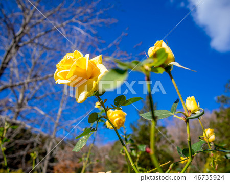 [Izu City, Shizuoka Prefecture] Yellow roses blooming in the park [Shuzenji Rainbow Village] 46735924
