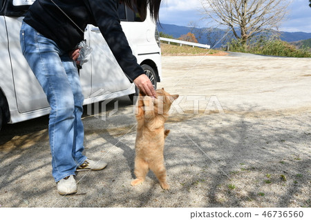 Cat, stray cat, tea tiger, male, stand, meal, short leg 46736560