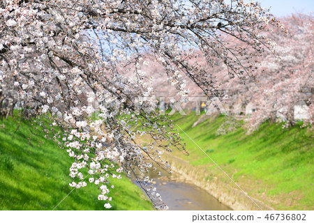 Sahōgawa的櫻花 46736802