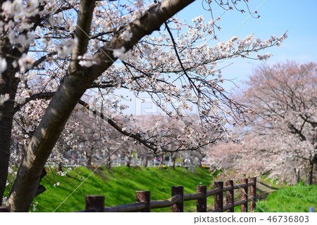 Sahōgawa的櫻花 46736803