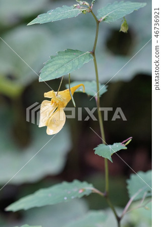 黃色的漁船草Kitsune Funeso花的意思是“不要碰我”。 黃色的漁船草Kitsune Funeso花的意思是“不要碰我”。 46736921