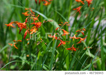 姬路粉絲Narcissors Himehiou Uizizusen花詞是“有趣的回憶” 姬路粉絲Narcissors Himehiou Uizizusen花詞是“有趣的回憶” 46736943