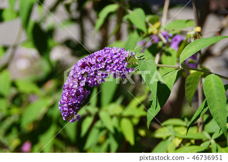 Kasumi Fusofuki花語言“愛的預感” Kasumi Fusofuki花語言“愛的預感” 46736951