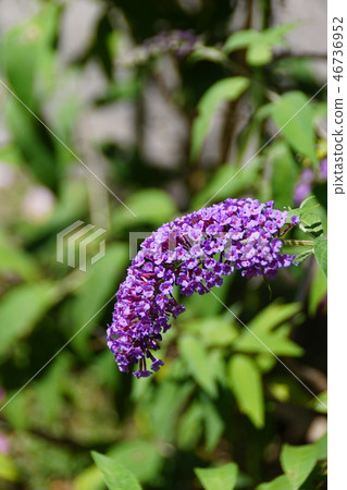 Kasumi Fusofuki花語言“愛的預感” Kasumi Fusofuki花語言“愛的預感” 46736952