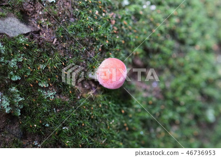 腥味甘藷和洋蔥 腥味甘藷和洋蔥 46736953