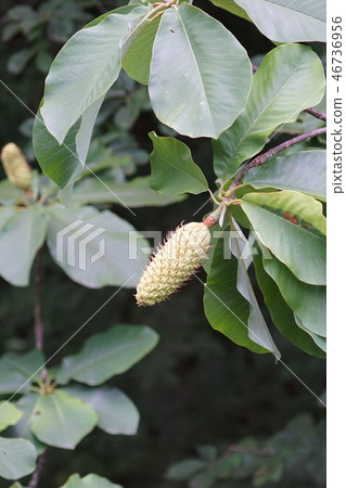 Pak Tree Baboon Fruit Pak Tree Baboon Fruit 46736956