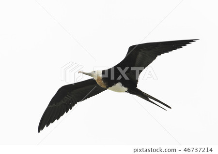 Oogan-kunbird baby birds Oogan-kunbird baby birds 46737214