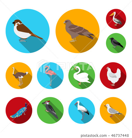 Types of birds flat icons in set collection for design. Home and wild bird vector symbol stock web Types of birds flat icons in set collection for design. Home and wild bird vector symbol stock web 46737448