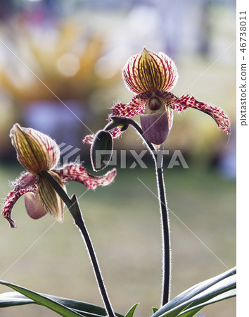 Orchid flower in tropical garden, Chiang Mai, Thai Orchid flower in tropical garden, Chiang Mai, Thai 46738011