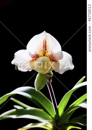 Orchid flower in tropical garden, Chiang Mai, Thai 46738013