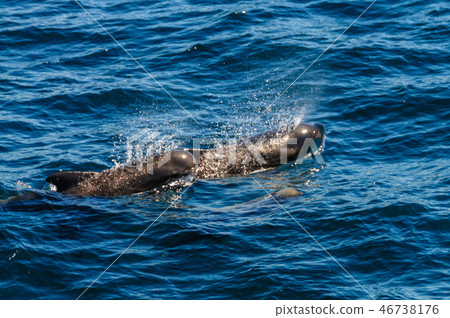 Long-Finned Pilot Whales in the Southern Atlantic Ocean 46738176