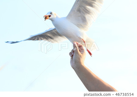 Tourist hand feeding food to Brown headed gulls Tourist hand feeding food to Brown headed gulls 46738554