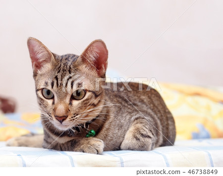 cute short hair young asian kitten cat home pet 46738849