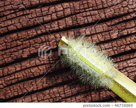 fat yellow gold colour dangerous hairy worm  46738869