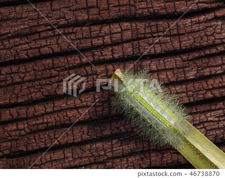 fat yellow gold colour dangerous hairy worm  46738870