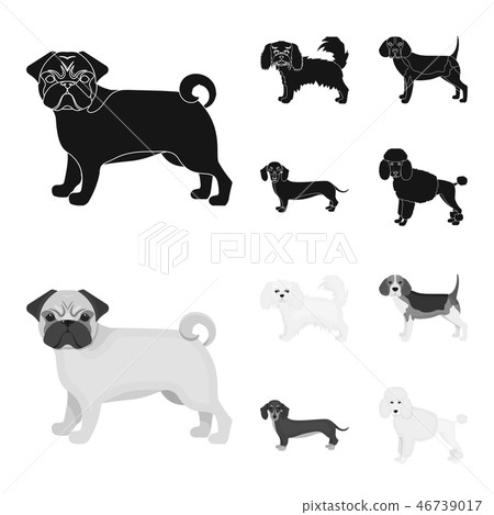 Dog breeds black,monochrome icons in set collection for design.Dog pet vector symbol stock web 46739017