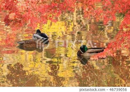 金色的池塘 金色的池塘 46739056