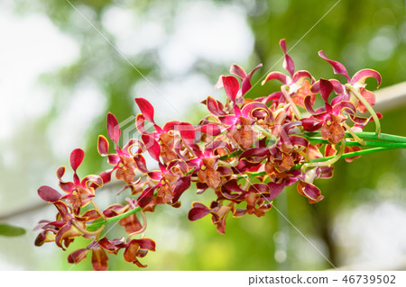 Bouquet of red Rhynchostylis orchid flower Bouquet of red Rhynchostylis orchid flower 46739502
