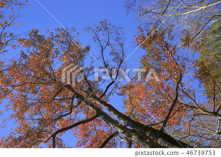 楓樹林3 楓樹林3 46739753