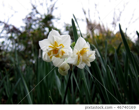 水仙花花 水仙花花 46740169