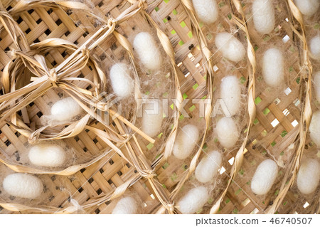 Closed up of group white cocoon of silk worm Closed up of group white cocoon of silk worm 46740507