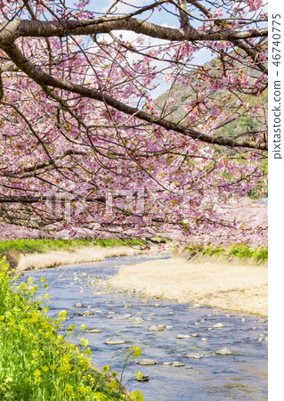 [河津櫻河津町] 46740775