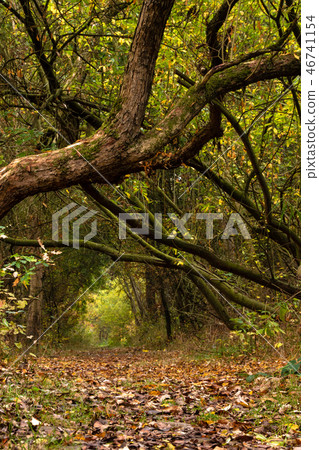 Idyllic forest path 46741154