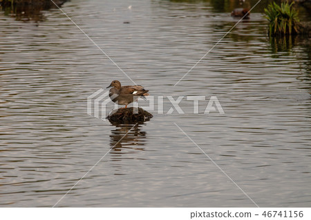 Gadwall mounds of earth Gadwall mounds of earth 46741156