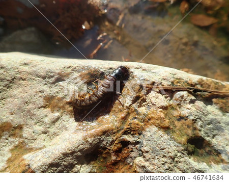 蛇蜻蜓的幼蟲 46741684