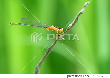 Ao monite dragonfly (immature female) Ao monite dragonfly (immature female) 46743232