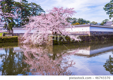 <Kanagawa> Odawara Castle/Cherry blossom season 46743370