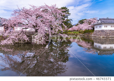 <Kanagawa> Odawara Castle/Cherry blossom season <Kanagawa> Odawara Castle/Cherry blossom season 46743371