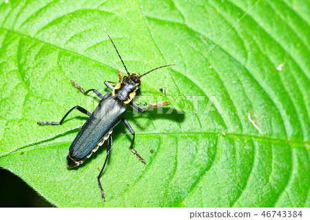 Ao jokai Ao jokai 46743384