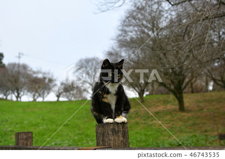 Cat, stray cat, rust pattern, female, perch, weathercock 46743535