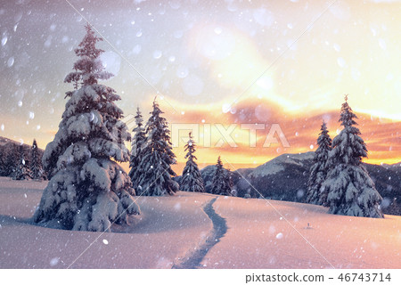 Dramatic wintry scene with snowy trees. Dramatic wintry scene with snowy trees. 46743714