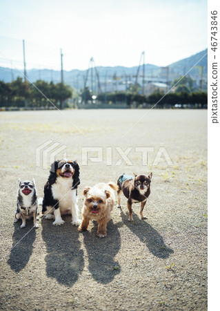 Group photo of 4 dogs 46743846