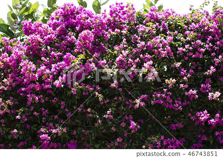 Beautiful bougainvillea in full bloom Beautiful bougainvillea in full bloom 46743851
