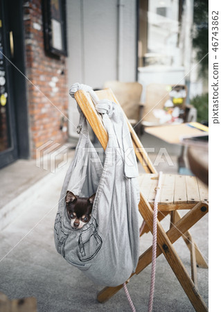 Chihuahua in a bag Chihuahua in a bag 46743862
