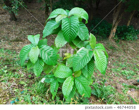 藥用植物園野雞 藥用植物園野雞 46744058